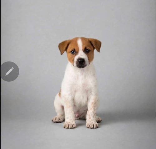 Photo of Lee, adoptable Labrador Retriever in Newark, Delaware