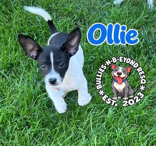 Photo of Ollie, adoptable Shih Tzu in Omaha, Nebraska