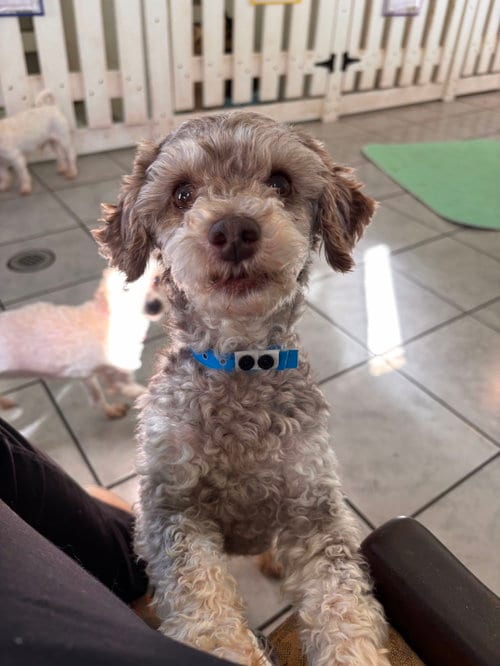 Photo of Arlo Jul 26, adoptable Poodle (Miniature) in Pacolet, South Carolina