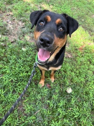 Photo of Leslie, adoptable dog in Atlanta, Georgia