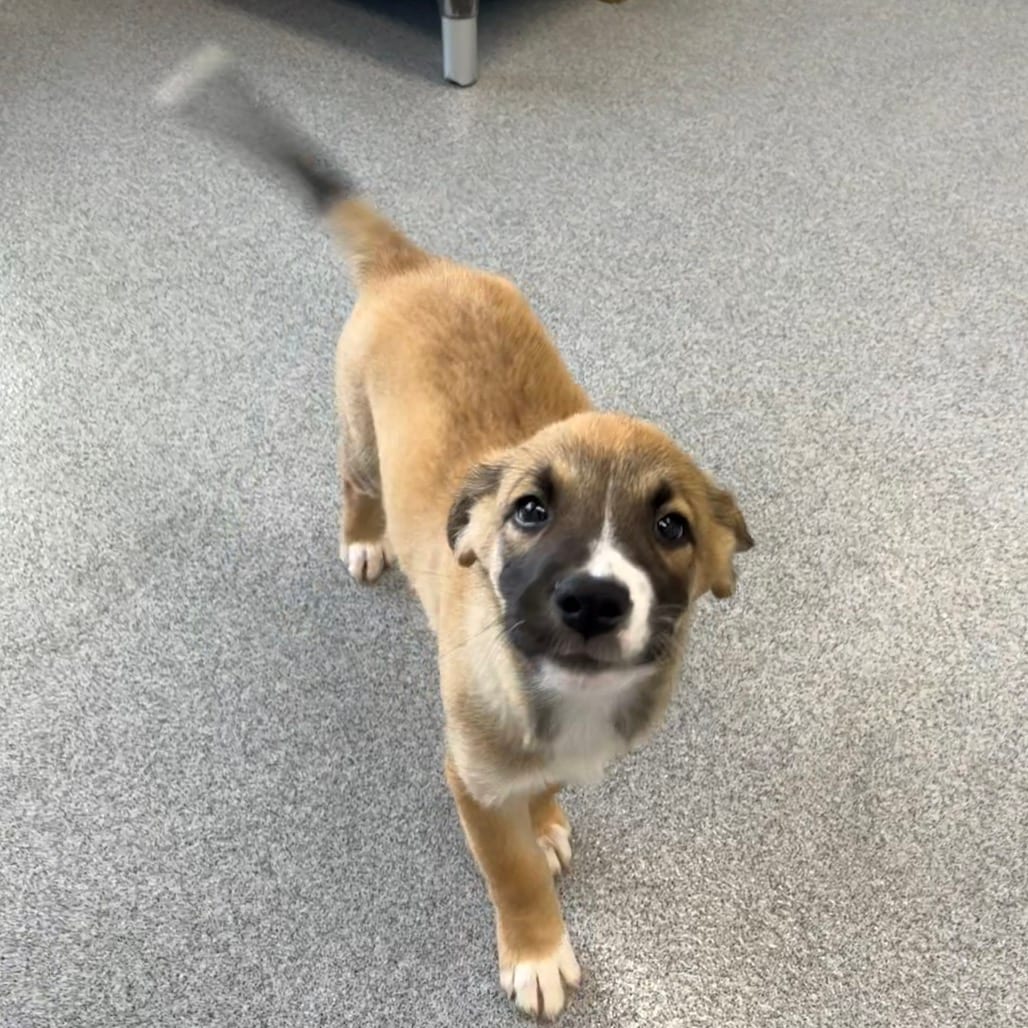 Photo of Fluffula, adoptable Mixed Breed (Large) in Martinsville, Virginia