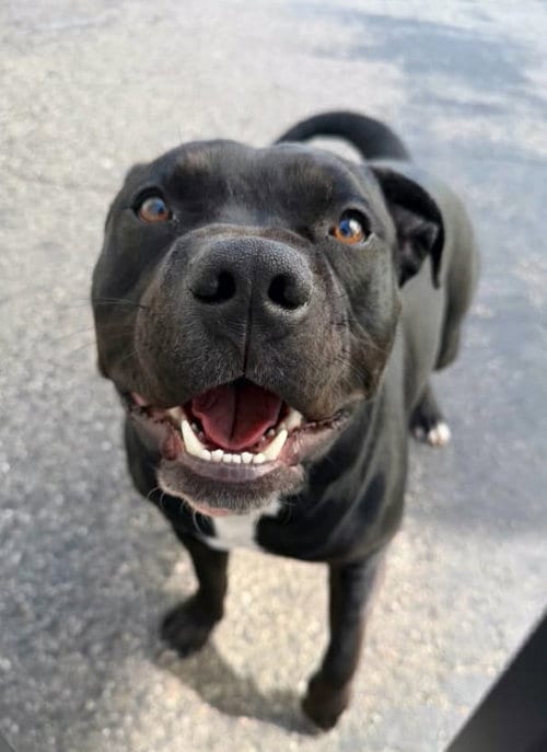 Photo of Gofi, adoptable Pit Bull Terrier in Matawan, New Jersey
