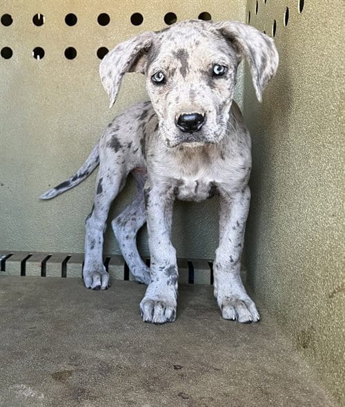Photo of Summer, adoptable Cane Corso Mastiff in Lancaster, California