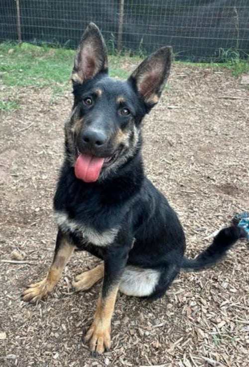 Photo of Baby Bear: at shelter, adoptable German Shepherd Dog in Rustburg, Virginia