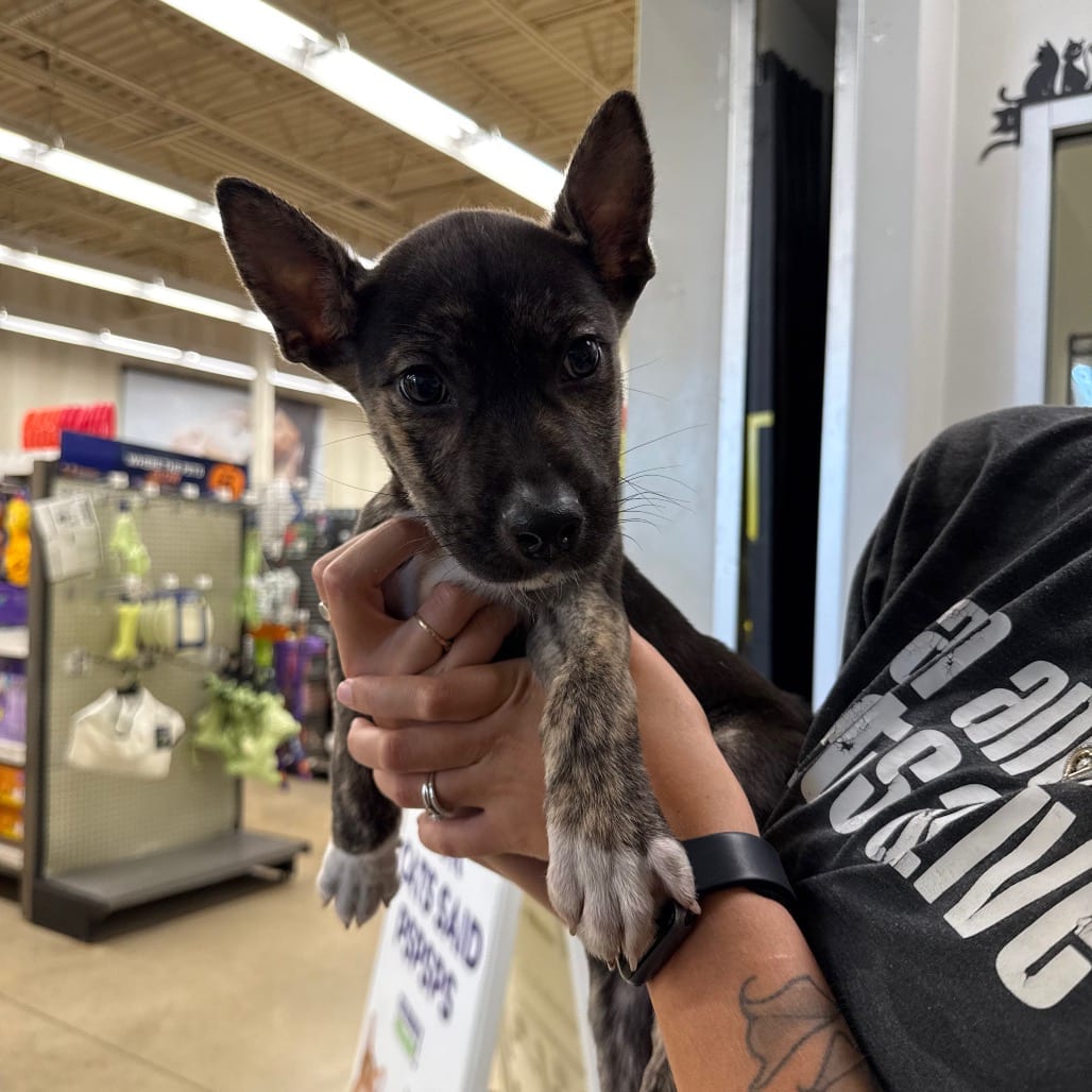 Photo of Techno, adoptable Shepherd / Mix in San Antonio, Texas