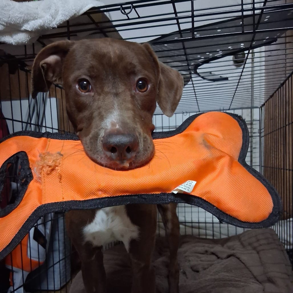 Photo of Biscuit, adoptable dog