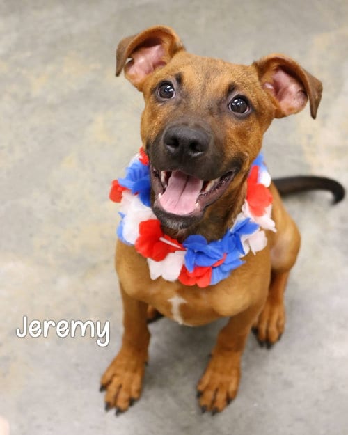 Photo of Jeremy, adoptable Hound in Bradenton, Florida