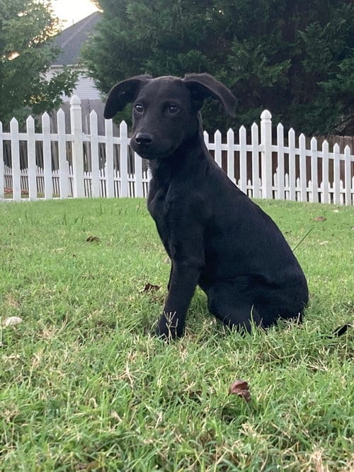Photo of Olive, adoptable Hound in Mooresville, North Carolina