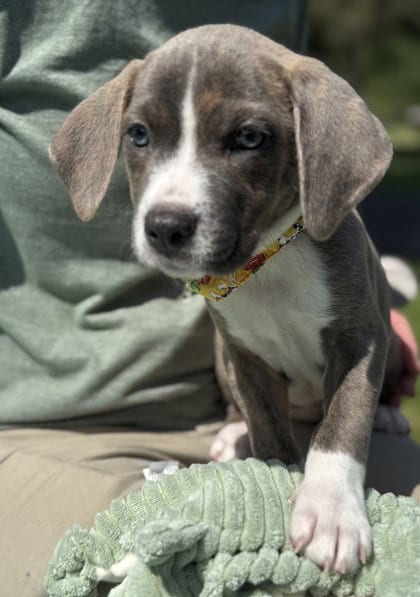 Photo of Viper, adoptable Pit Bull Terrier in Warrenton, Virginia