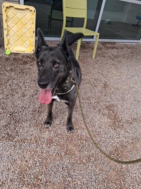 Photo of Jumanji, adoptable Belgian Shepherd Malinois in Mesa, Arizona