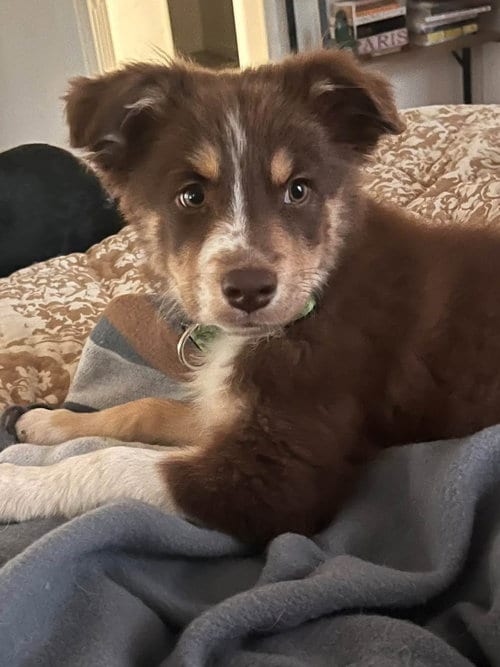 Photo of Rita Hayworth, adoptable Australian Shepherd in Paso Robles, California