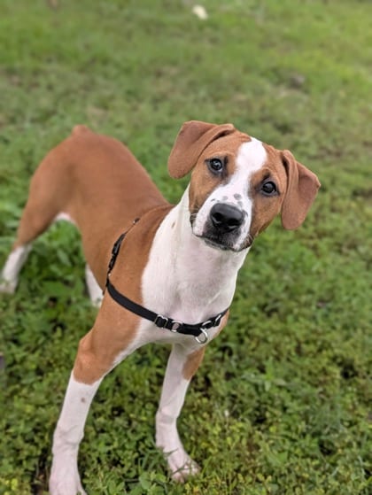 Photo of Mary Jane, adoptable Mixed Breed in New Orleans, Louisiana