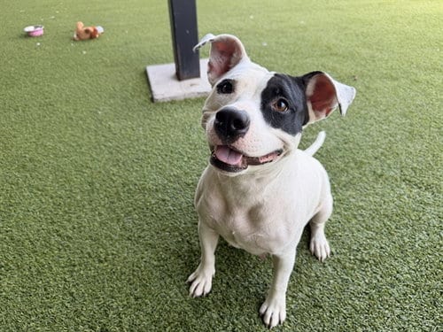 Photo of Sushi, adoptable Pit Bull Terrier in Garland, Texas