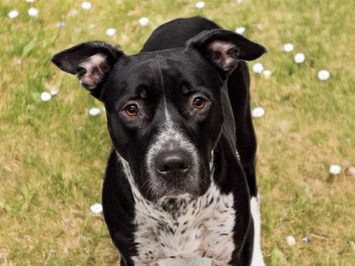 Photo of Ruggie, adoptable Pit Bull Terrier in Denver, Colorado