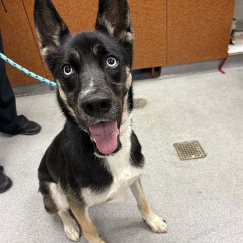 Photo of Xena, adoptable German Shepherd Dog in Rancho Cucamonga, California