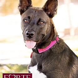 Photo of Spirit, adoptable Belgian Malinois Border Collie in Marina del Rey, California