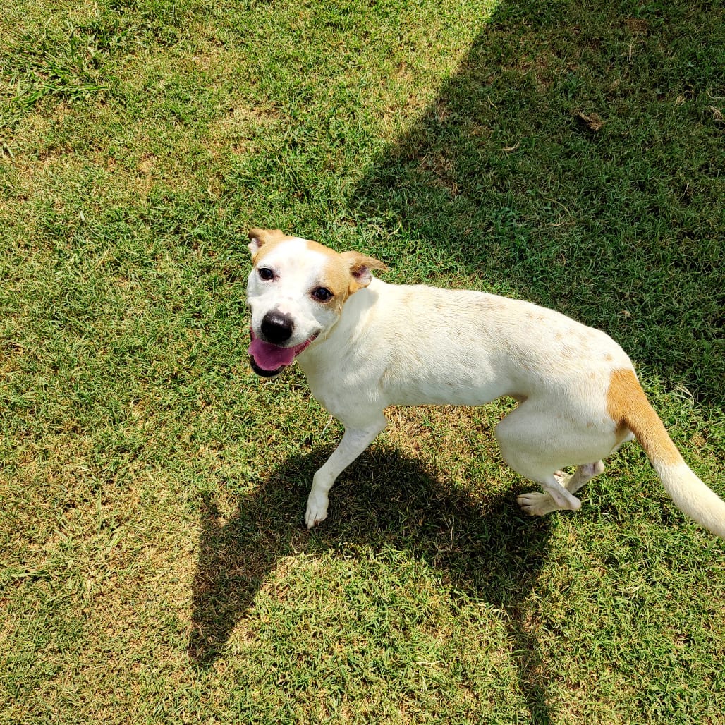 Photo of Buster, adoptable Mixed Breed (Medium) in Chattanooga, Tennessee