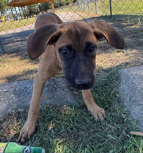 Photo of Tuck, adoptable Hound in Tarrytown, Georgia