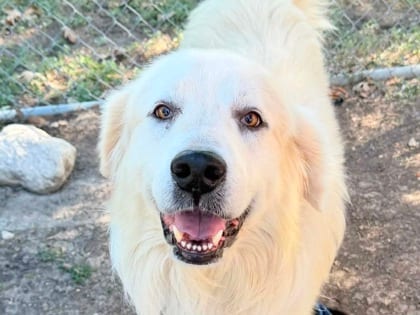Photo of Yeti, adoptable dog in Georgetown, Texas