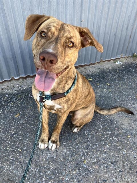 Photo of Adidas, adoptable Pit Bull Terrier in Albuquerque, New Mexico
