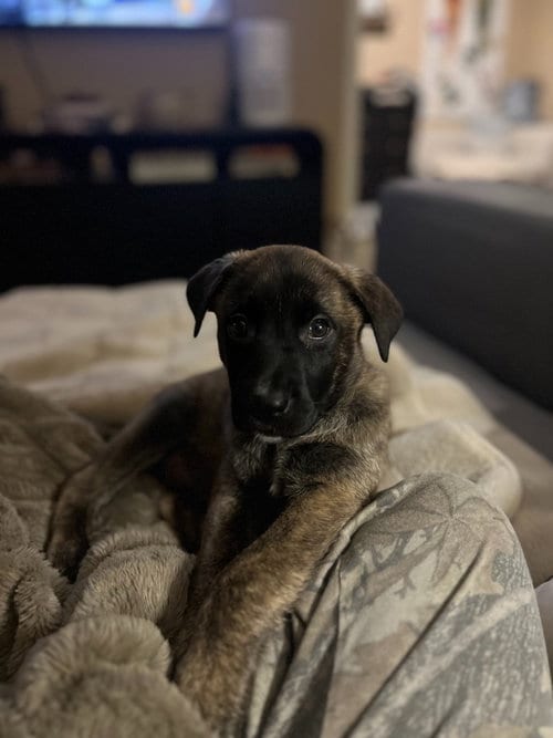 Photo of Miami, adoptable Shepherd in Phoenix, Arizona
