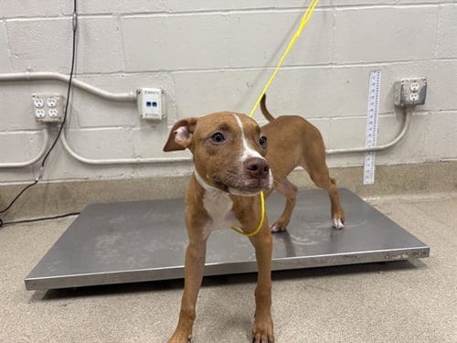 Photo of Bud, adoptable American Staffordshire Terrier in Grand Prairie, Texas
