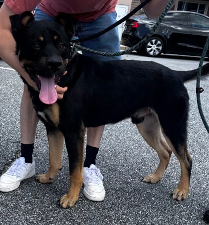Photo of Froyo, adoptable dog in Chamblee, Georgia
