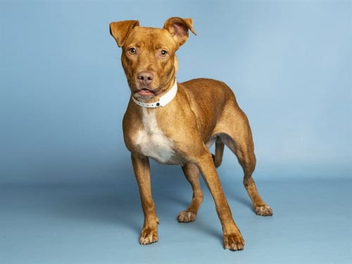 Photo of Hero, adoptable American Pit Bull Terrier in Phoenix, Arizona