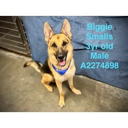 Photo of Biggie Small, adoptable German Shepherd Dog in Chatsworth, California