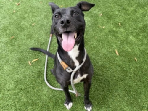 Photo of Sunshine, adoptable Pit Bull Terrier in Chatsworth, California