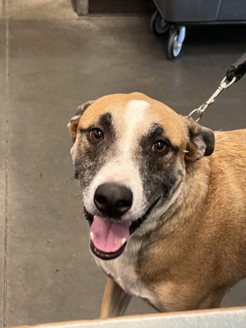 Photo of Bruno, adoptable German Shepherd Dog in Chatsworth, California