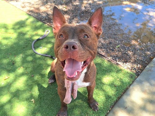 Photo of Pooka, adoptable American Pit Bull Terrier in Mesa, Arizona
