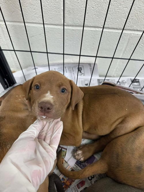 Photo of Puppy 2 (NY-Shari), adoptable Labrador Retriever in SHERBURNE, New York