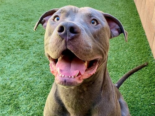 Photo of Simon, adoptable Pit Bull Terrier in Moreno Valley, California