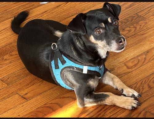 Photo of George, adoptable Dachshund in Tampa, Florida