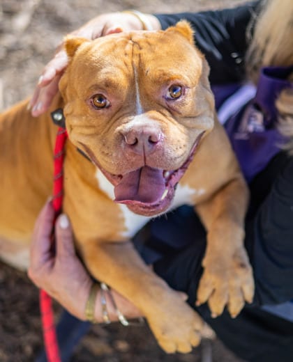 Photo of Capitan, adoptable dog in Chamblee, Georgia