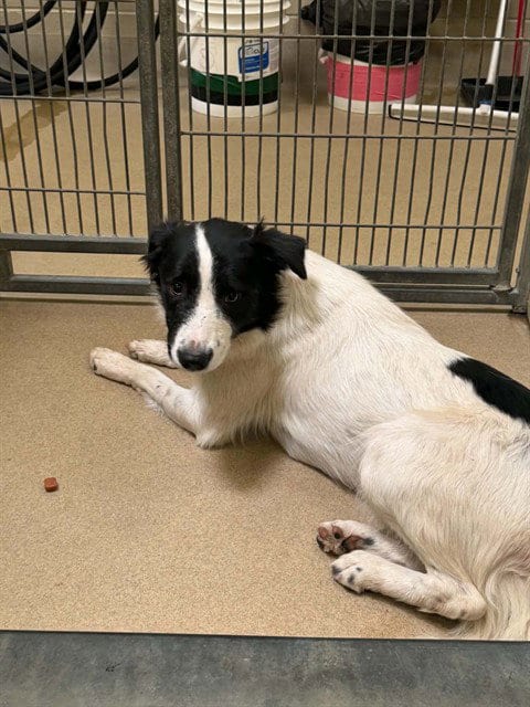 Photo of Bonnie, adoptable Border Collie in Santa Barbara, California