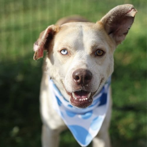 Photo of Ace, adoptable American Staffordshire Terrier in San Antonio, Texas