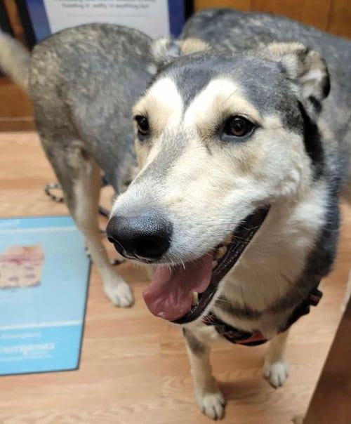 Photo of Brandi, adoptable Siberian Husky in Cedar Crest, New Mexico