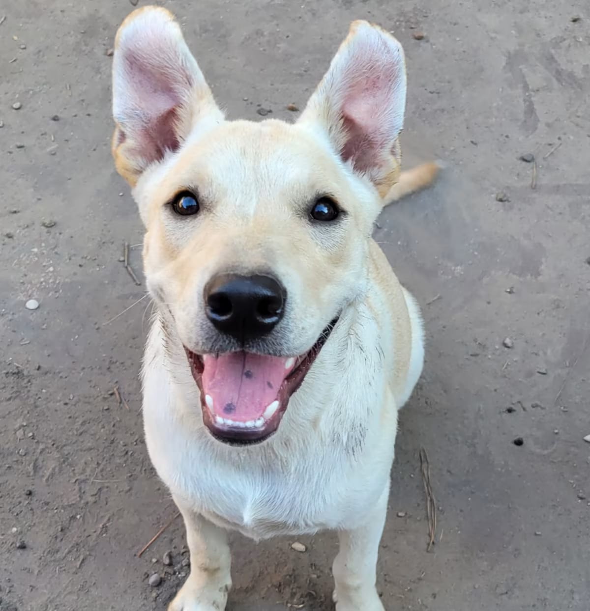 Photo of Maybelle, adoptable Labrador Retriever in Houston, Texas