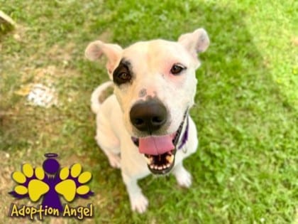 Photo of Bullseye HW+, adoptable dog in Georgetown, Texas