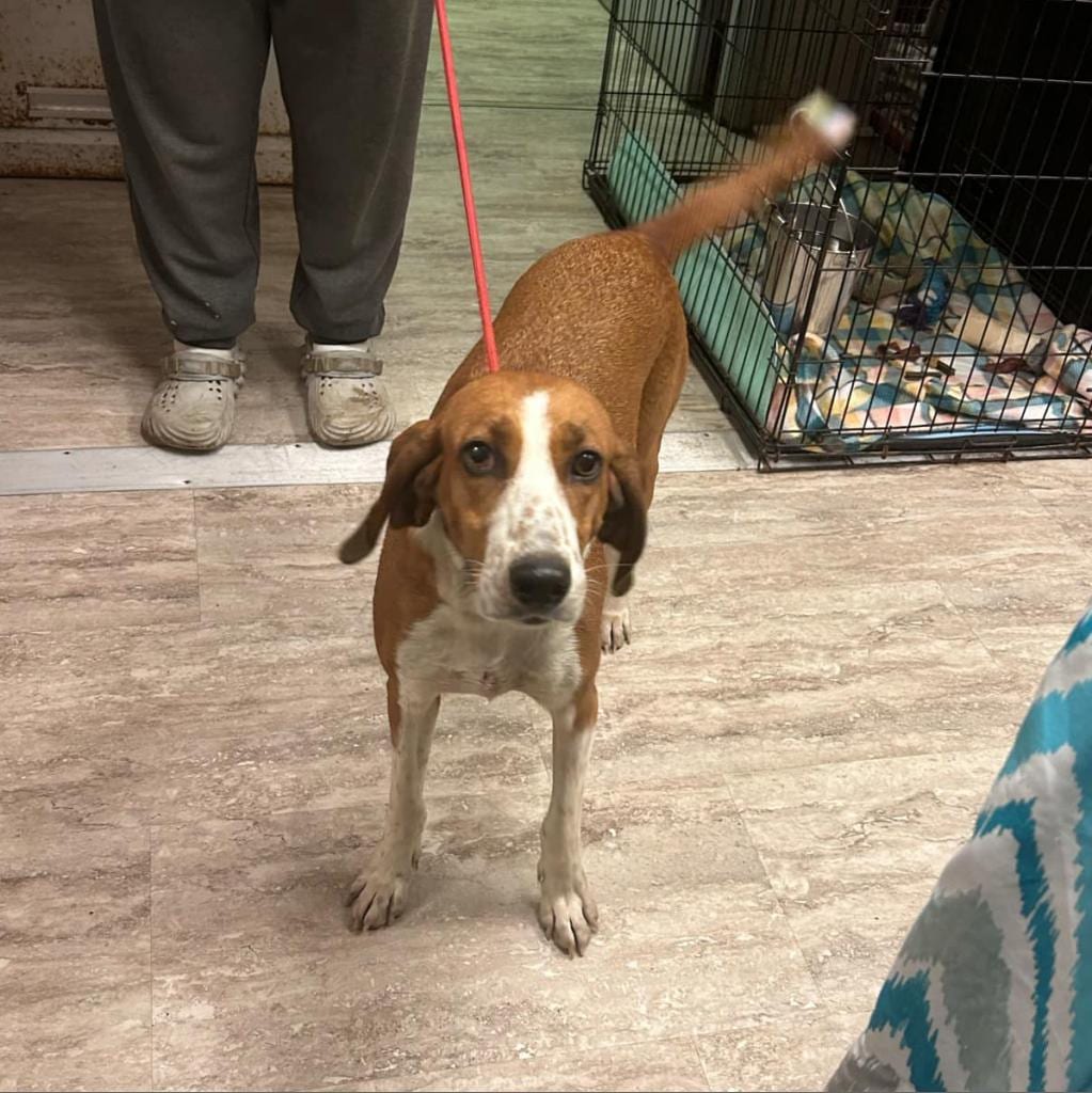 Photo of Sally, adoptable Hound / Coonhound, Treeing Walker in Hinesville, Georgia
