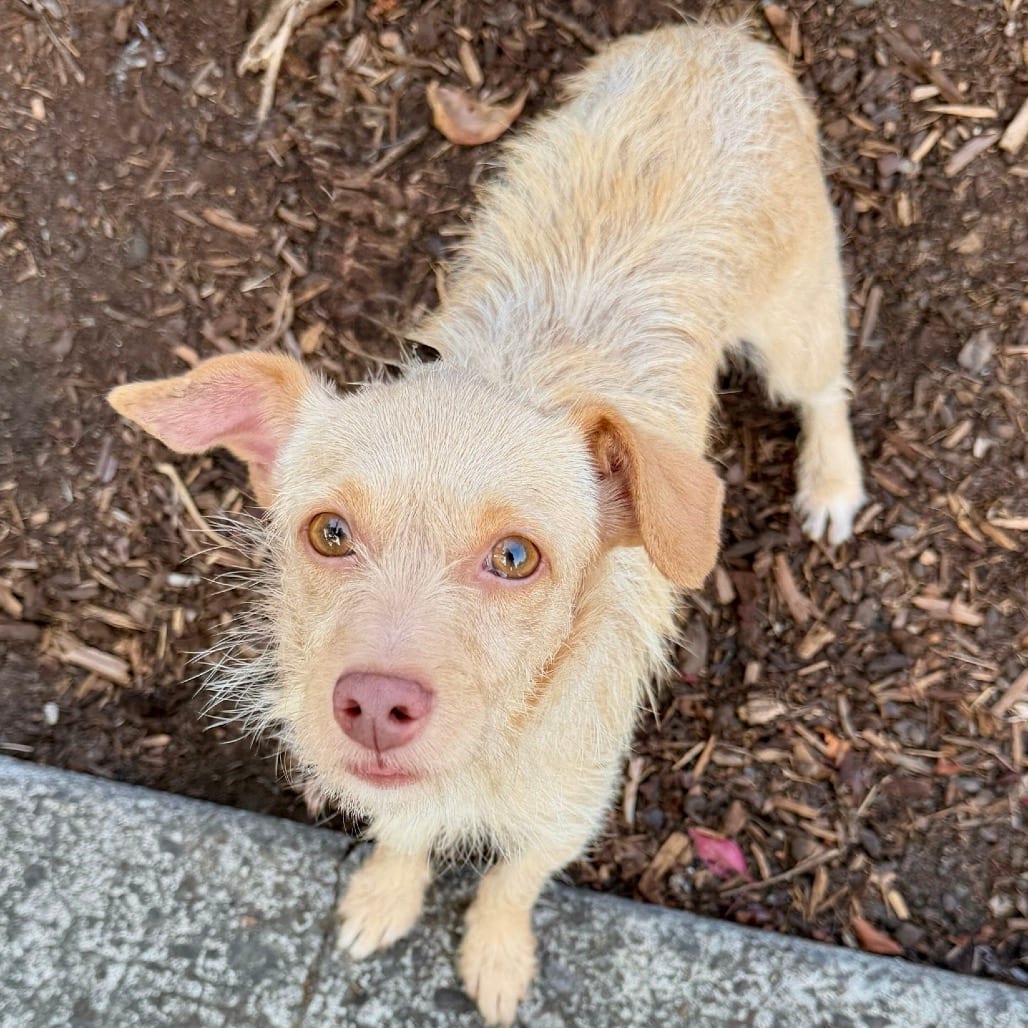 Photo of Fuji, adoptable Terrier in Portland, Oregon