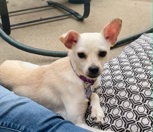 Photo of Lilee, adoptable Chihuahua in Hillside, Illinois