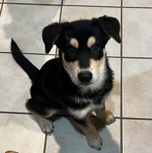 Photo of Rubin, adoptable Husky in Germantown, Ohio