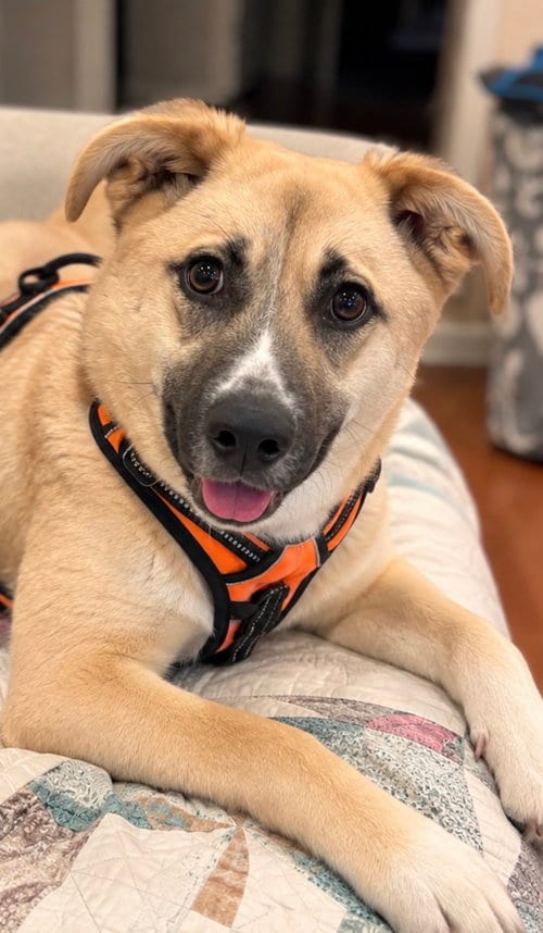Photo of The Big Cheese, adoptable German Shepherd Dog in Cuyahoga Falls, Ohio