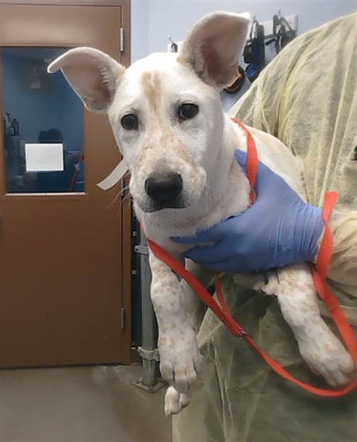 Photo of Raindrop, adoptable Australian Cattle Dog/Blue Heeler in Phoenix, Arizona