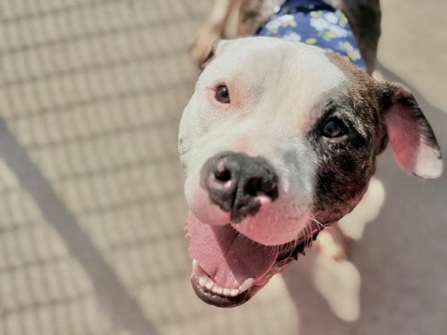 Photo of Ziggy, adoptable Pit Bull Terrier in Tulsa, Oklahoma