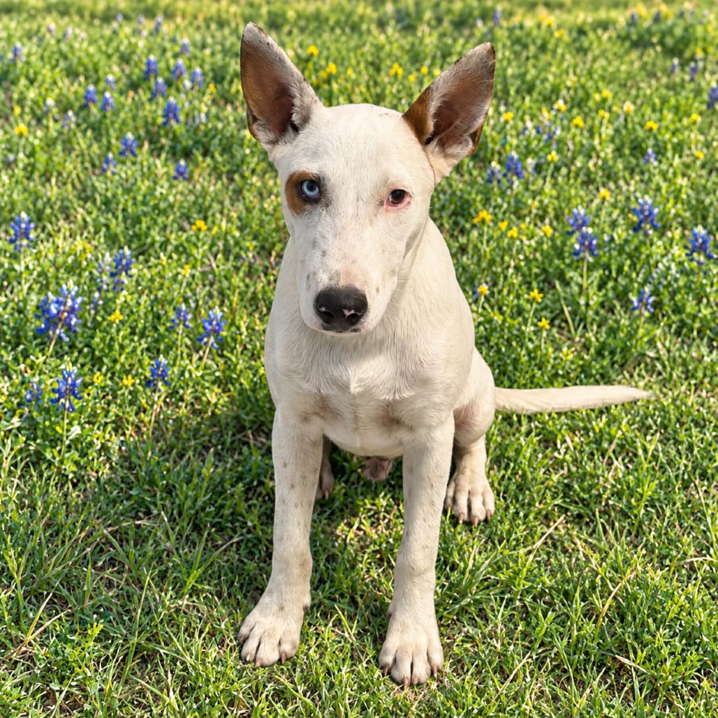 Photo of Conner 26-09-151, adoptable Terrier, Bull / Cattle Dog in Bastrop, Texas