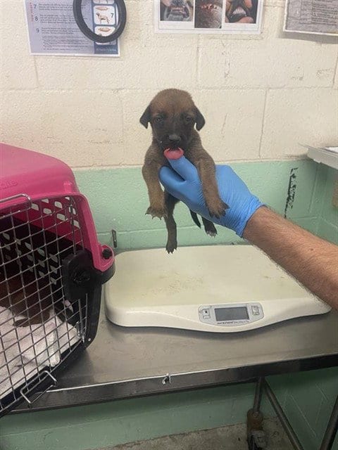 Photo of Maple, adoptable Doberman Pinscher in Sacramento, California